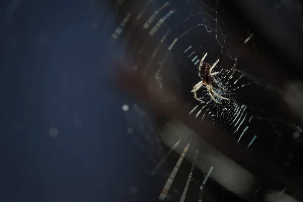 Houseový Pavouk Podřádu Araneomorphae Usazený Pavučině Střežící Čerstvě Ulovené Jídlo — Stock fotografie