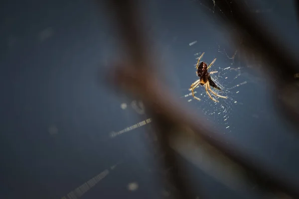 Σώμα Αράχνη Της Suborder Araneomorphae Σκαρφαλωμένο Στον Ιστό Του Φυλάσσοντας — Φωτογραφία Αρχείου