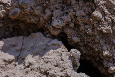 Tepelerin Kertenkelesi (Microlophus tigris), Peru kıyılarının güzel endemik örneği; Fotoğrafta, yerdeki bir çatlaktan dışarı bakan bir birey.