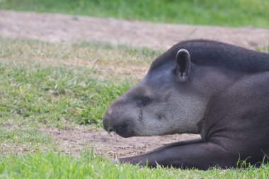Sachavaca portresi (Tapirus terrestris) çimlerin üzerinde dinleniyor.