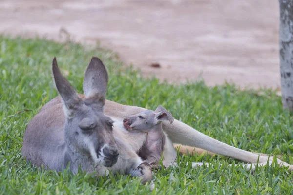 Canguro Rojo Macropus Rufus Descansando Sobre Hierba Con Bebé — Foto de Stock