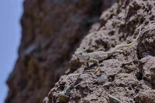 Lizard Hills Microlophus Tigris Beautiful Endemic Specimen Peruvian Coast Photograph — Stock Photo, Image