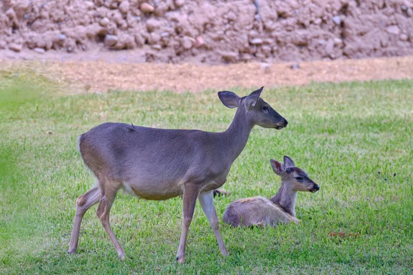 Ciervo Cola Blanca Madre Ternero Odocoileus Virginianus Descansando Sobre Hierba — Foto de Stock