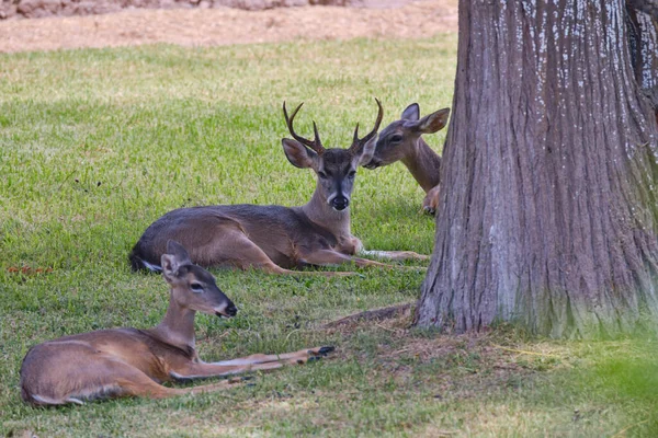 Pequeño Grupo Ciervos Cola Blanca Odocoileus Virginianus Descansando Sobre Hierba — Foto de Stock