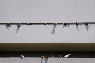 Mavi ve beyaz Kırlangıç (Pygochelidon siyanoleuca), kırlangıçlar bir şehir bölgesindeki bir bina duvarında dinlenip güneşlenirler..