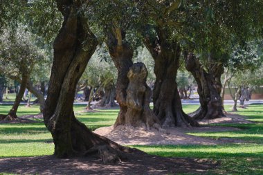 Şehrin merkezinde antik zeytin ağaçlarından oluşan şehir ormanı, Lima 'da Parque el Olivar - Peru.