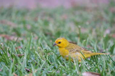 Saffron Finch (Sicalis flaveola), doğal ortamında tünemiştir..