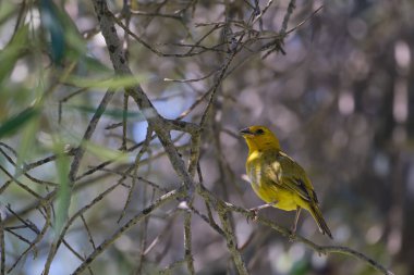 Saffron Finch (Sicalis flaveola), doğal ortamında tünemiştir..