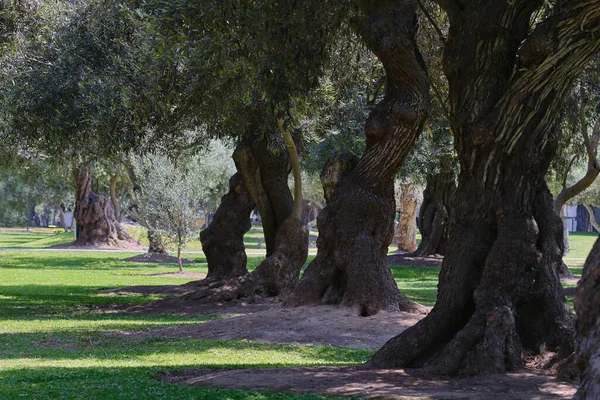 秘鲁利马Parque Olivar市中心的古橄榄树的城市森林 — 图库照片
