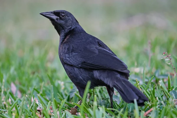 Scrub Blackbird Dives Warszewiczi Detail Portrait — Stock Photo, Image