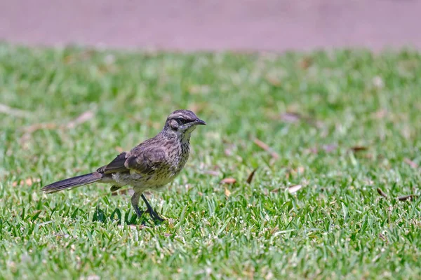 Ptaszek Długoogonowy Mimus Longicaudatus Siedzący Trawie — Zdjęcie stockowe