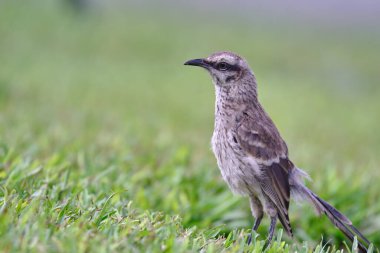 Uzun kuyruklu Alaycı Kuş (Mimus longicaudatus) taze yeşil çimenlere tünemiştir..