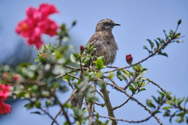 Uzun Kuyruklu Alaycı Kuş Mimus Longicaudatus Çiçeklerin Arasında Bir Çalılığın — Stok fotoğraf