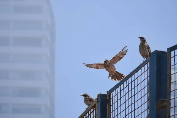 长尾知更鸟 Mimus Longicaudatus 飞越城市围栏 — 图库照片