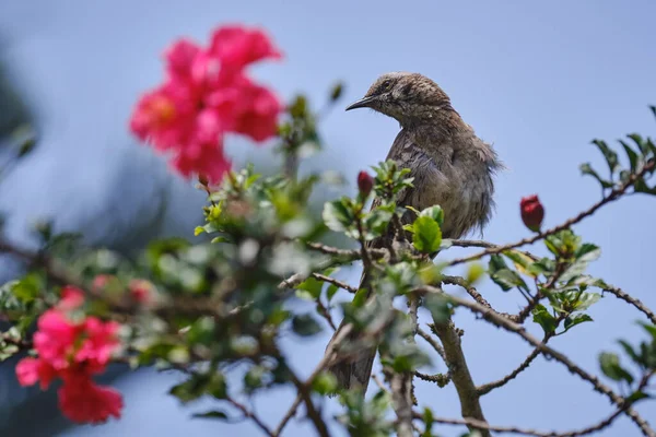 Mockingbird Dlouhoocasý Mimus Longicaudatus Usazený Větvích Keře Mezi Květy — Stock fotografie