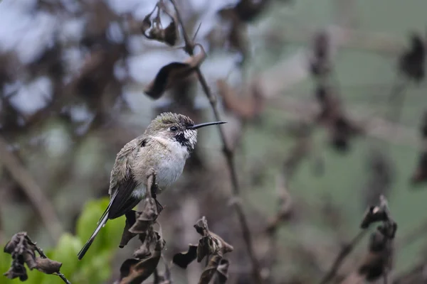 Peruwiański Sheartail Thaumastura Cora Samotny Młody Samiec Siedzący Niektórych Gałęziach — Zdjęcie stockowe