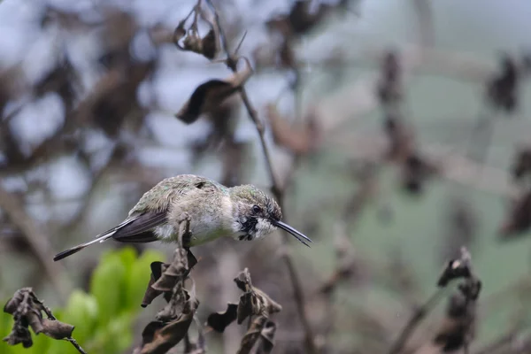 秘鲁Sheartail Thaumastura Cora 孤雌雄栖息在一些枝条上 — 图库照片