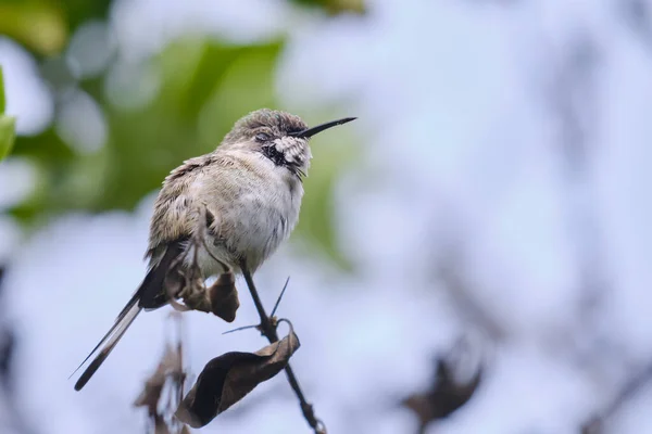 秘鲁Sheartail Thaumastura Cora 孤雌雄栖息在一些枝条上 — 图库照片