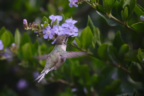 秘鲁Sheartail Thaumastura Cora 独居的年轻雄性 从花朵中采蜜 — 图库照片