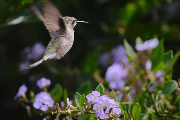 Sheartail Peruano Thaumastura Cora Solitário Jovem Macho Voando Bebendo Néctar — Fotografia de Stock