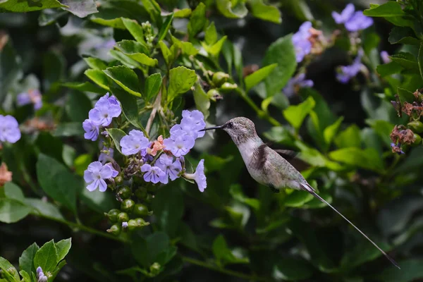 秘鲁Sheartail Thaumastura Cora 独居的成年雄性 从花朵中采蜜 — 图库照片