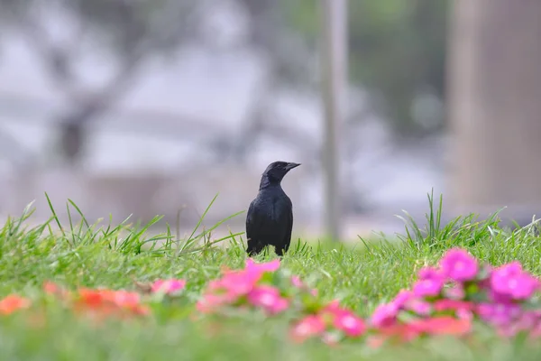 Scrub Blackbird Nurkuje Warszewiczi Siedzący Trawie Wśród Kwiatów — Zdjęcie stockowe