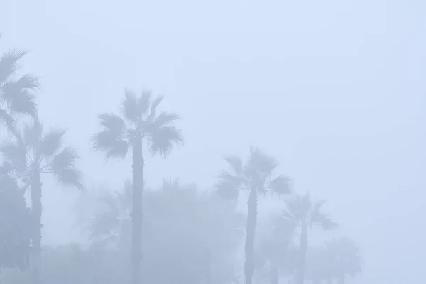 Fragmento Del Paisaje Con Vegetación Envuelta Una Espesa Niebla Durante — Foto de Stock