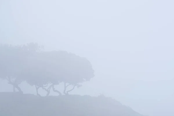 Fragmento Paisagem Com Vegetação Envolta Num Denso Nevoeiro Durante Nascer — Fotografia de Stock