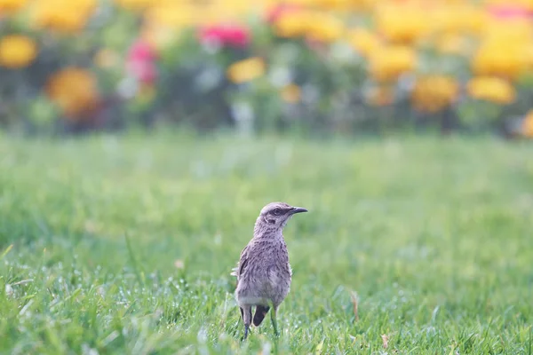 Langschwanzmockingbird Mimus Longicaudatus Hockt Auf Gras Inmitten Von Blumen — Stockfoto