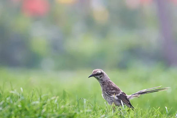Langstaartspotvogel Mimus Longicaudatus Vers Groen Gras — Stockfoto