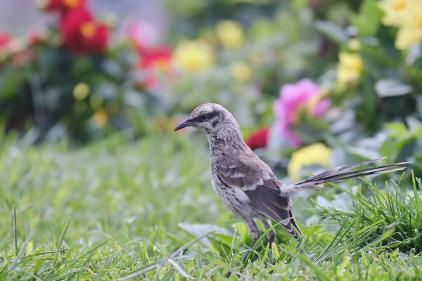 Uzun Kuyruklu Alaycı Kuş Mimus Longicaudatus Çiçeklerin Arasında Otların Üzerine — Stok fotoğraf