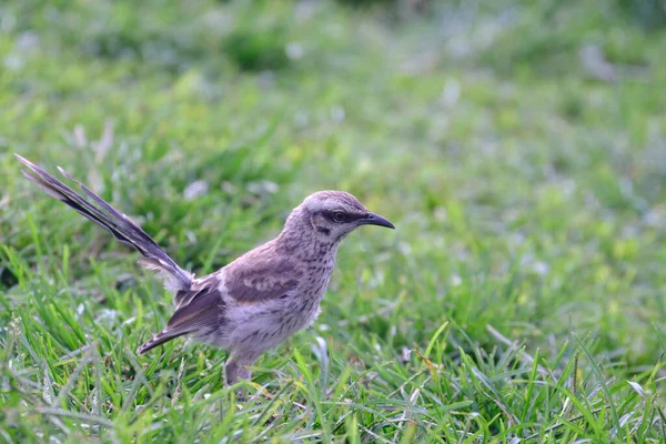 Langschwanzmockingbird Mimus Longicaudatus Hockt Auf Frischem Grünen Gras — Stockfoto