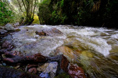 Şelaleler ve küçük bir nehir oluşturan bir su deresinin aktığı And ormanlarının güzel manzarası..