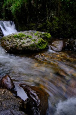 Şelaleler ve küçük bir nehir oluşturan bir su deresinin aktığı And ormanlarının güzel manzarası..