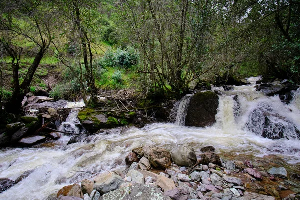 Bela Paisagem Floresta Inter Andina Onde Corre Riacho Água Que — Fotografia de Stock
