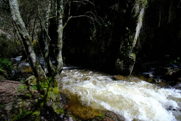 Bela Paisagem Floresta Inter Andina Onde Corre Riacho Água Que — Fotografia de Stock