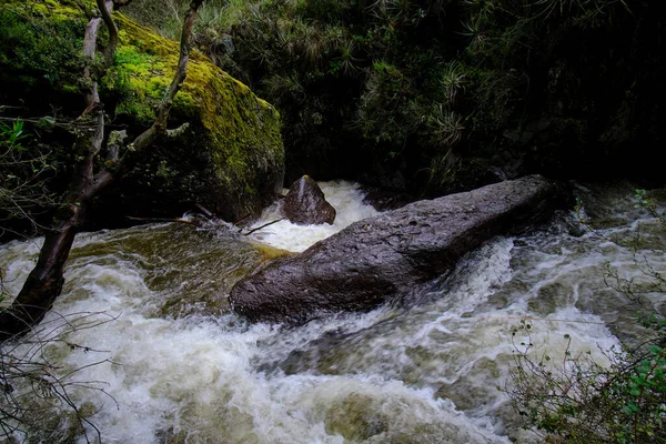 Bela Paisagem Floresta Inter Andina Onde Corre Riacho Água Que — Fotografia de Stock