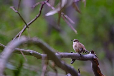 Kaymak kanatlı Cinclodes (Cinclodes albiventris) düşmüş bir kütüğün dallarına tünemişti..