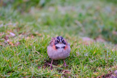 Rufous collared Sparrow (Zonotrichia capensis), yiyecek aramak için çimenlerde yürür..