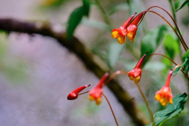 Güzel mashua çiçeği (Tropeeolum tuberosum), büyük besin değeri olan bir Andean yumrusu..