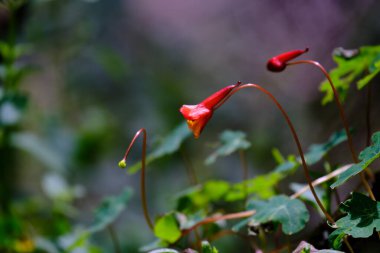 Güzel mashua çiçeği (Tropeeolum tuberosum), büyük besin değeri olan bir Andean yumrusu..