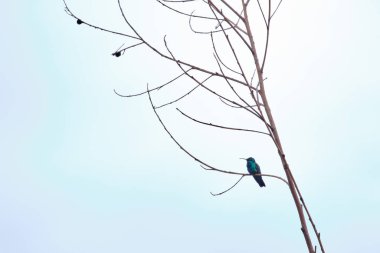 Işıl ışıl menekşe (Colibri coruscans), kuru bir gövdenin dallarına tünemiş..