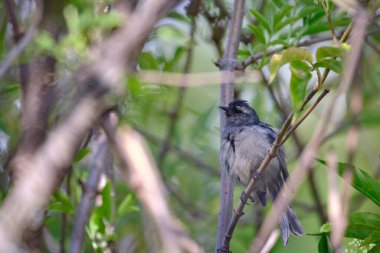 Cinereous Conebill (Conirostrum cinereum), dalların arasına tünemiştir..