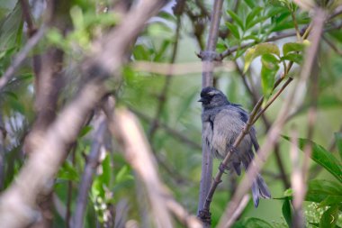 Cinereous Conebill (Conirostrum cinereum), dalların arasına tünemiştir..