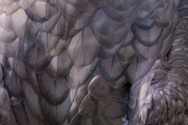 And Akbabasının (Vultur gryphus) güzel desenlerini gösteren tüylerinin dokusu.