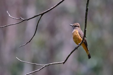 Bush Zorbası (Myitheretes striaticollis), çalıların dallarına tünemiş yalnız bir örnek..