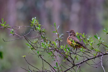 Bush Zorbası (Myitheretes striaticollis), çalıların dallarına tünemiş yalnız bir örnek..