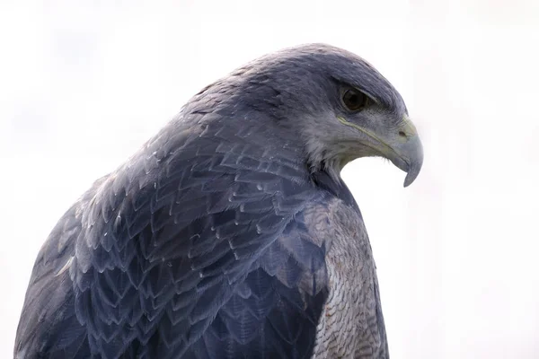 Buzzard Eagle Geranoaetus Melanoleucus Impozantní Detailní Portrét Hlavy Zobáku — Stock fotografie