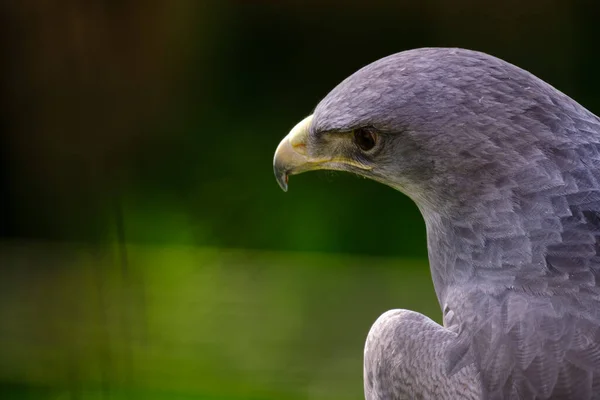 Orzeł Czarnoskrzydły Geranoaetus Melanoleucus Imponujący Szczegółowy Portret Głowy Dzioba — Zdjęcie stockowe