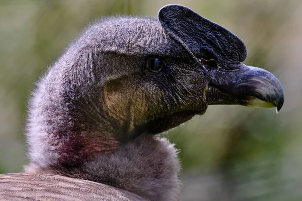 Akbabası Vultur Gryphus Baş Gaganın Etkileyici Detaylı Portresi — Stok fotoğraf